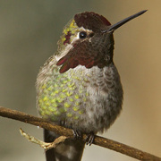 Male Male