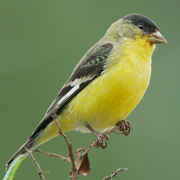 Male. Note: black cap. Male. Note: black cap.