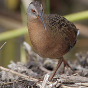 Adult. Note: gray face, reddish brown breast, and dark bill. Adult. Note: gray face, reddish brown breast, and dark bill.