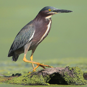 Adult. Note: dark rufous neck. Adult. Note: dark rufous neck.