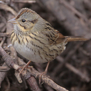 Note: slender bill, buffy malar, and crisp streaks on buffy breast. Note: slender bill, buffy malar, and crisp streaks on buffy breast.